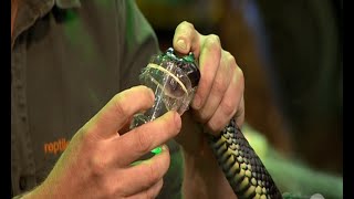 Milking the world's most venomous snake + mixing venom with blood! (The Living Room)