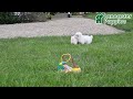 Miniature Poodle dogs for sale: Prince   - Video 1