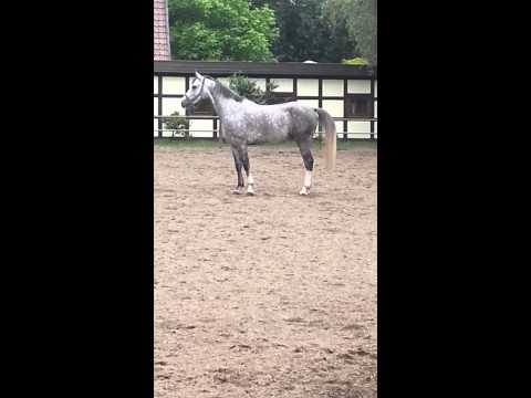 Sohn von Galan- Gestüt Ismer