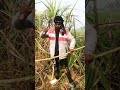 Batao Ye Gori Hamra Ganna Ke Ras Tora Dhori Me Sahi Sahi Jata Ki Na Bhojpuri Song Kuldeep Premi