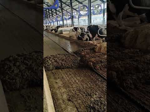 Cowdung Cleaning Machine | Automatic Cow Shed Cleaning Equipment #SHORTS