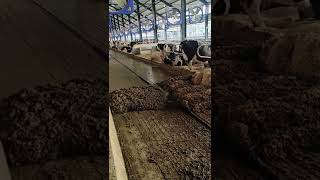 Download lagu Cowdung Cleaning Machine | Automatic Cow Shed Cleaning Equipment #SHORTS mp3