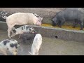 NK Pig Farming