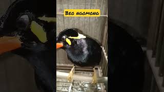 Download lagu beo ngomong pinter mp3