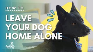 How to keep your dog busy when home alone | Home Alone Puppy Training