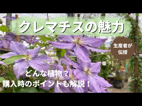 マウンテンクレマチス、アネモネクレマチス 植物