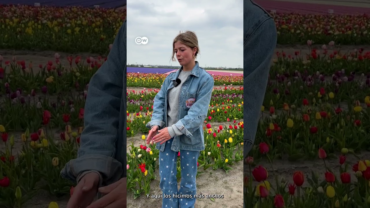 El mejor campo de tulipanes del mundo