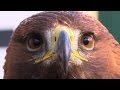 French Army Grooms Eagles To Down Drones