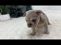 French Bulldog dogs for sale: Major - Video 1