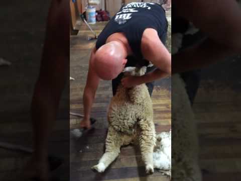 david fagan shed shearing