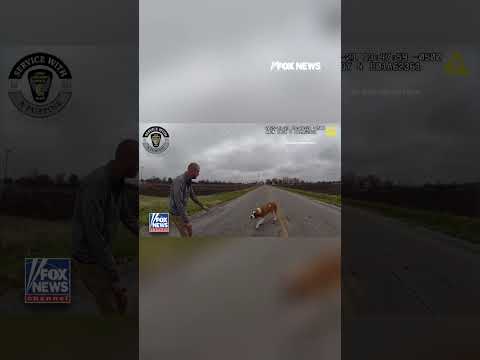 'BIG BOY!': State trooper blocks traffic and coaxes a loose dog to safety #foxnews #fox #shorts