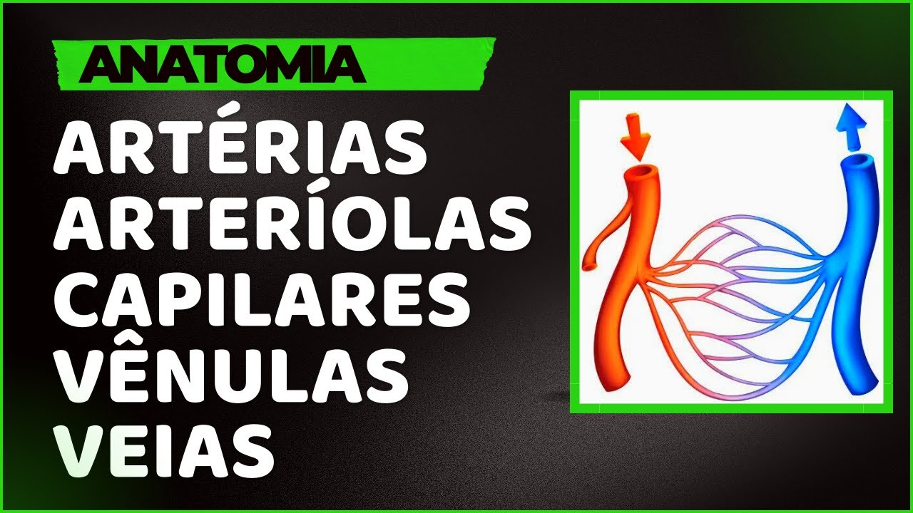 03   Artéria, Arteríola, Capilar, Vênula e Veia