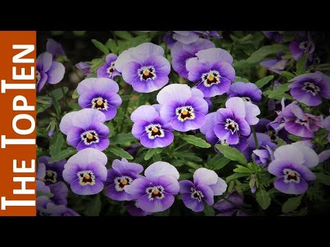 download lagu mp3 mp4 Violet Color Flowers Names, download lagu Violet Color Flowers Names gratis, unduh video klip Violet Color Flowers Names