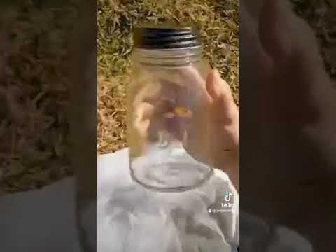 HELENA VONDRÁČKOVÁ - CHYTILA JSEM NA PASECE MOTÝLA