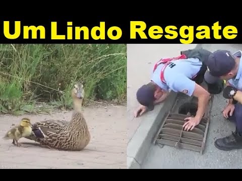 Um comovente resgate