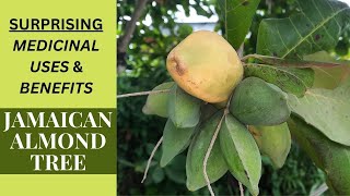 SURPRISING MEDICINAL USES & BENEFITS of JAMAICA'S ALMOND TREE (TERMINALIA CATAPPA)