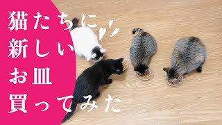猫たちにお揃いの新しい食器を買ったら行儀よく並んで食べるかどうか試してみた。