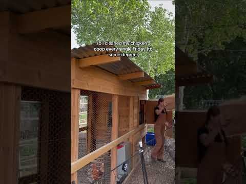 Mini Morning Backyard Homestead Vlog!