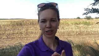 Уборка подсолнечника 🌻 25.08.2018