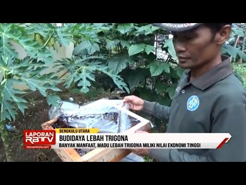 Madu Lebah Trigona Miliki Nilai Ekonomi Tinggi