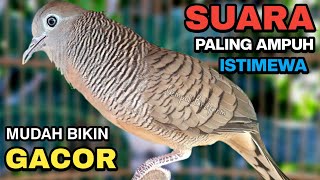 Download lagu Perkutut Lokal Gacor Suara Besar Pancingan Burung Perkutut Agar Cepat Bunyi. mp3 Download lagu Perkutut Lokal Gacor Suara Besar Pancingan Burung Perkutut Agar Cepat Bunyi. mp3
