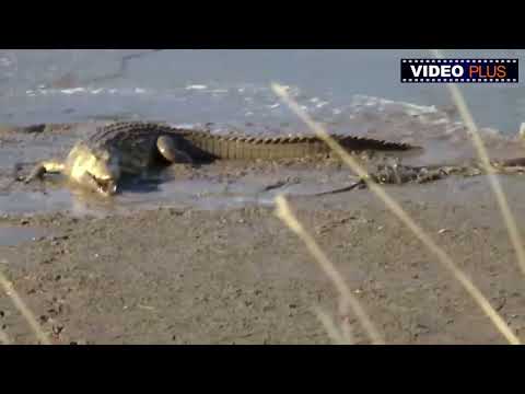 Black Mamba vs  Crocodile