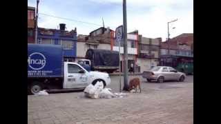 preview picture of video 'Perro escarba bolsas con basura en busca de comida en La Gaitana, Suba, Bogotá'