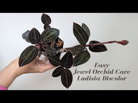 Easy Jewel Orchid Care | Ludisia Discolor - Grown Like any Common Houseplant