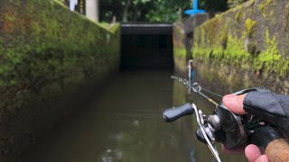 [問卦] 日本的水溝乾淨到可以釣鱒魚？