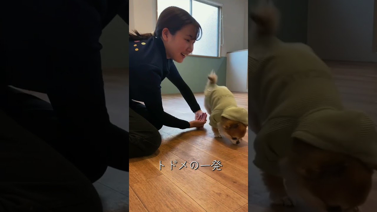 実はこんな事してます。犬の幼稚園の1日ルーティン🐶✨