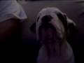 Bulldog Lola Cute Baby Face