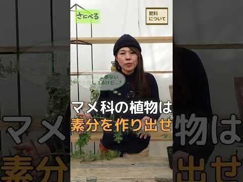 園芸 ベイリーズ ミモザ、クータマンドラ アカシア