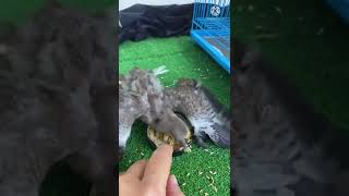 【野生幼鳥のミルクと離乳食！】多分ドバトのピコ太郎。離乳食スタート💕