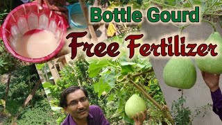 Free Fertilizer for Bottle Gourd for enormous Fruiting/ Growing Bottle Gourds