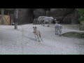 Saint Louis Zoo Welcomes Birth Of Rare Somali Wild Ass Foal