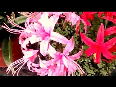 How to make Paper Flowers Nerine (Flower # 60)