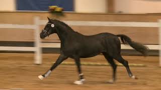 Video di Contarini 4