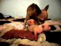 2 cachorros chihuahua 