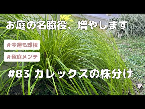 園芸 ナチュラルガーデニングの基本