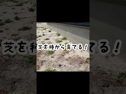 厚くて緑の芝生を育てるにはどうすればよいでしょうか？経験豊富な庭師が知っている5つの良いアクション!  庭園