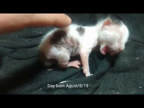 How long kitten Breastfeeding? | 4 months ?