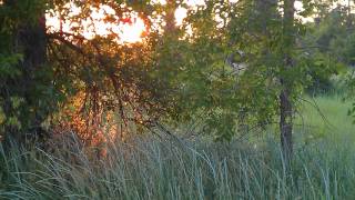 I Feel Fine Amy Grant