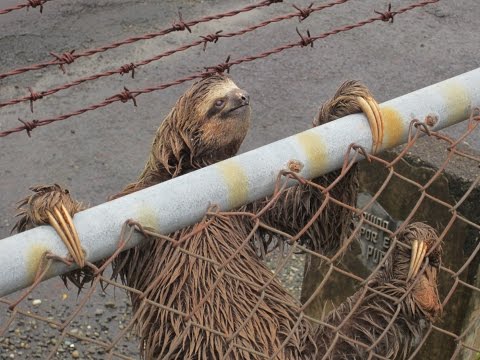 Weirdest Animal Runway Incursion! Sloth on the runway!