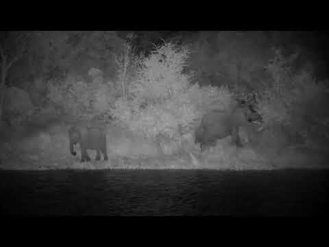 Djuma: Elephant herd having a pool party - 23:24 - 03/29/2023