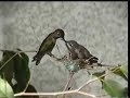 Baby Hummingbirds video by Bill Schaeffer