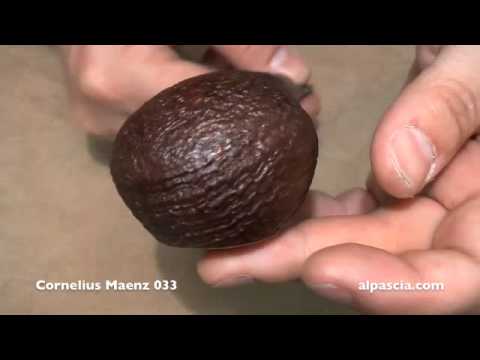 pipa Cornelius Maenz 033 - cachimbos