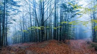 L'UNIVERS DE BRESLEV