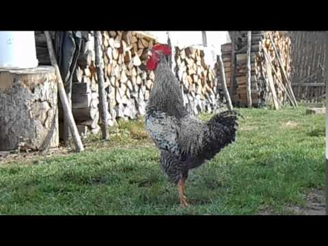 Wielokrotne pianie koguta