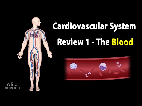 Cardiovascular System Overview Animation