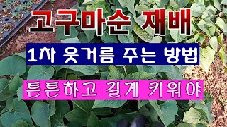 [텃밭농부 1,417]  고구마순 재배. 1차 웃거름 주는 방법. #고구마순재배 #고구마재배